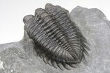 Coltraneia Trilobite Fossil - Huge Faceted Eyes #208933-4